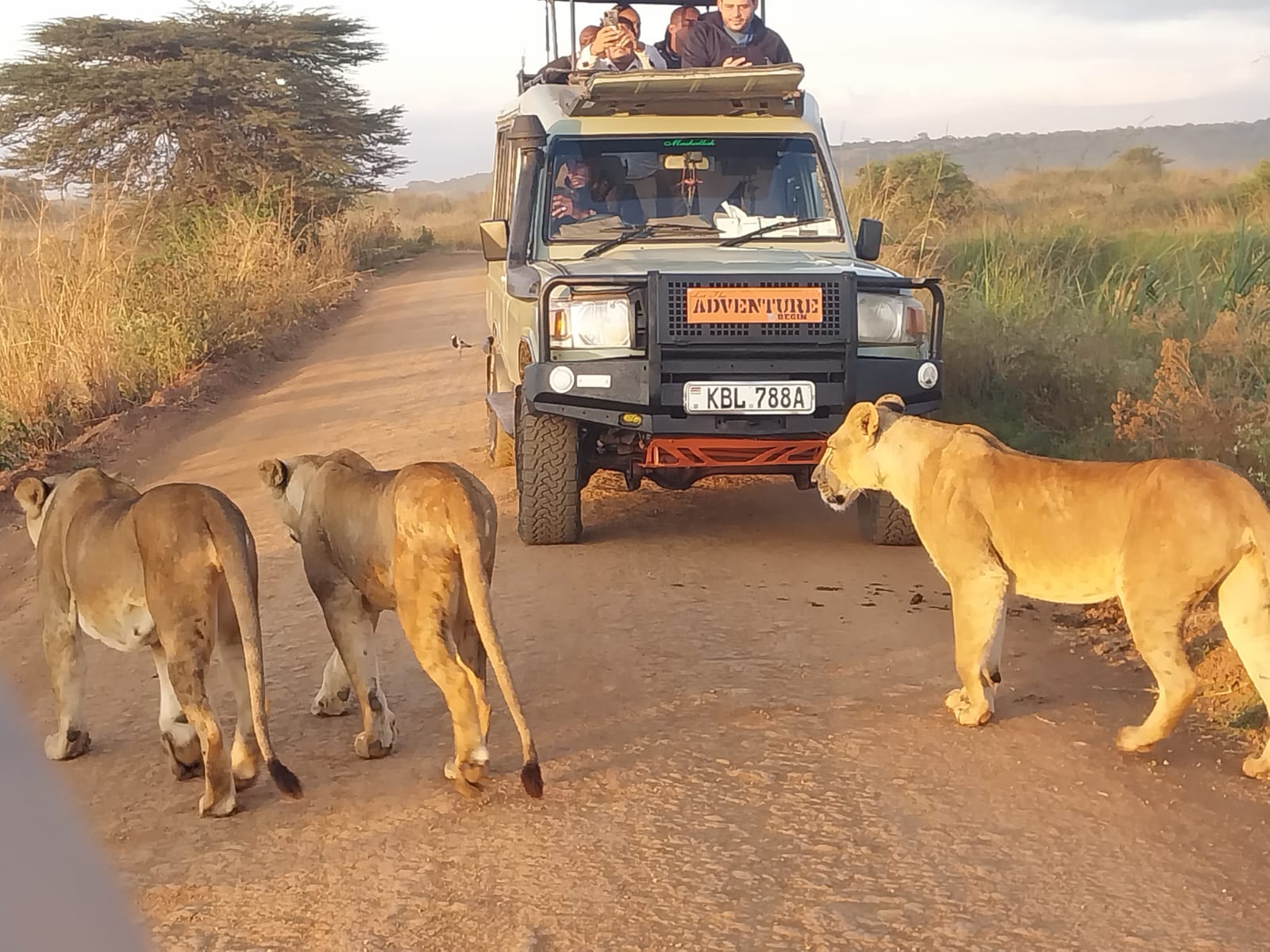 Lionesses crossing the track in front of a safari vehicle at golden hour
