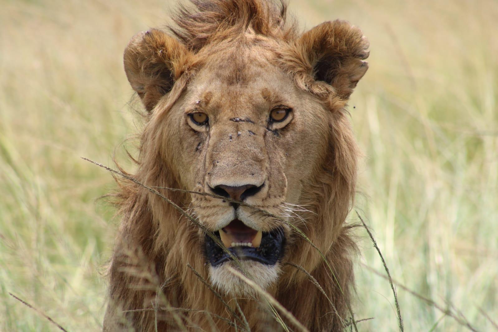 Male lion looking straight at the camera through long grass