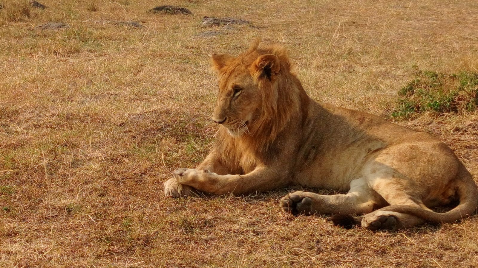 Male lion resting on the open plains in afternoon light