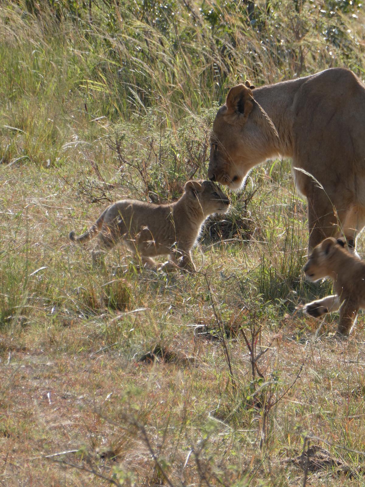Lioness walking through long grass with her cubs