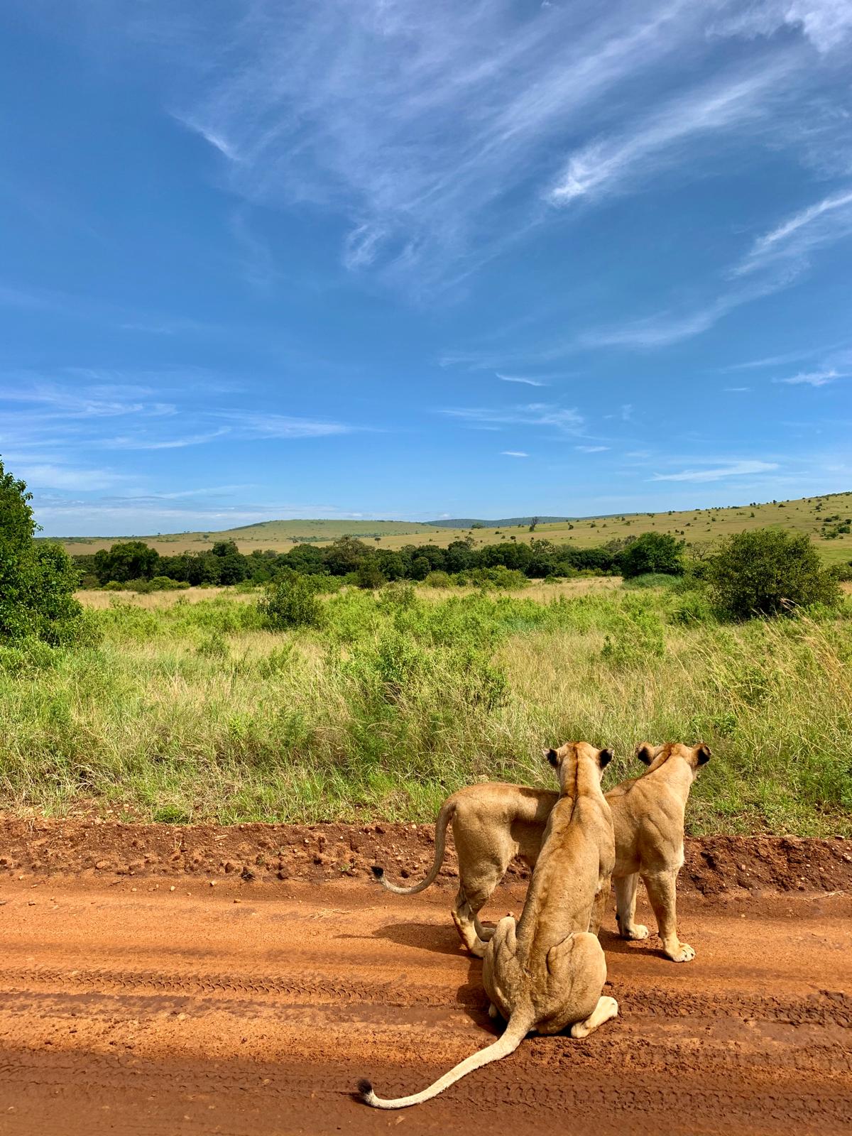 Three lionesses sitting on a red-earth track looking out over the plains