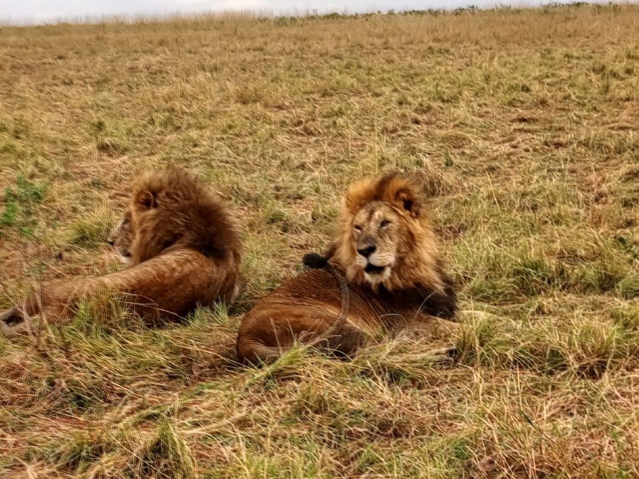 Two male lions resting in the long grass of the Masai Mara