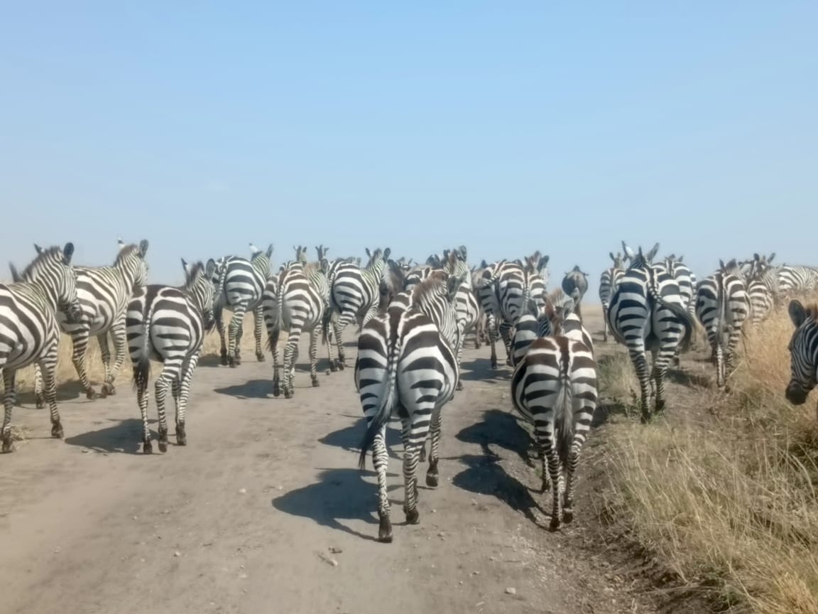 Herd of zebra walking away down a dusty track on the plains