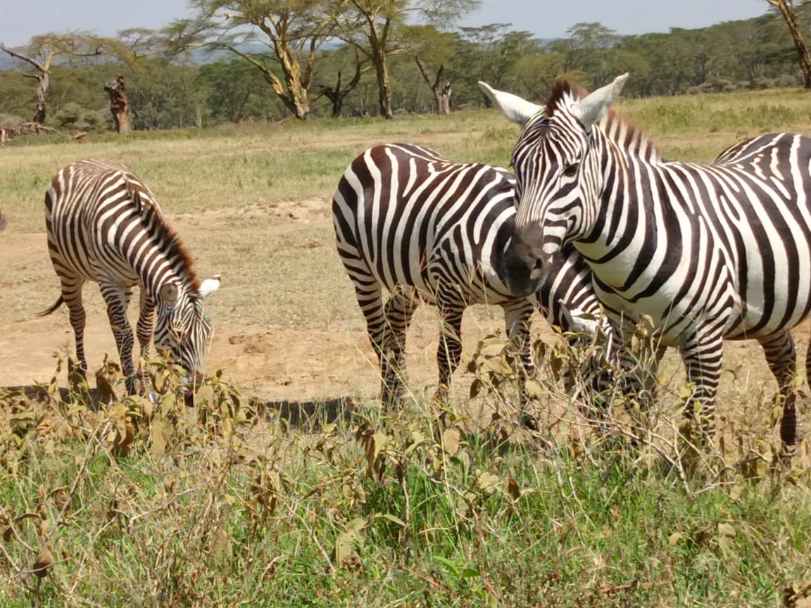 Zebras grazing on the plains beside a waterhole